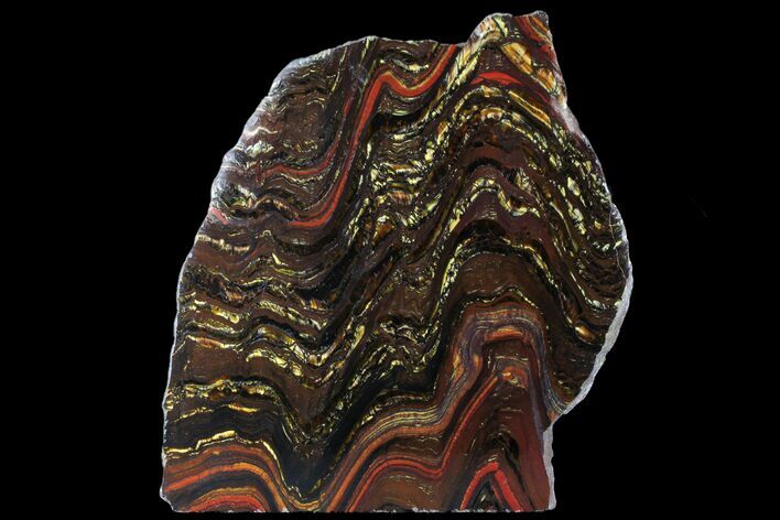 Polished Tiger Iron Stromatolite - ( Billion Years) #95895